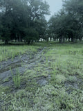 Four Ones First Step - a path through open pasture