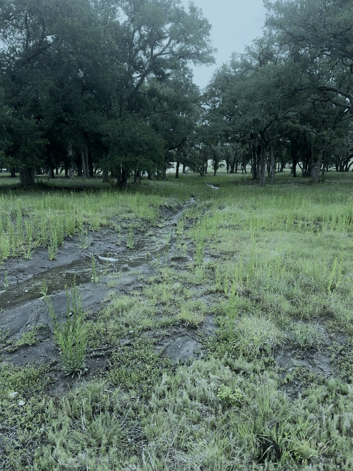 Four Ones First Step - a path through open pasture